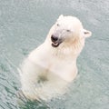 Close-up of a polarbear (icebear)