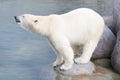 Close-up of a polarbear (icebear) Royalty Free Stock Photo