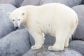 Close-up of a polarbear (icebear)