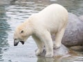 Close-up of a polarbear (icebear) Royalty Free Stock Photo