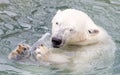 Close-up of a polarbear (icebear) Royalty Free Stock Photo