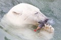 Close-up of a polarbear (icebear)