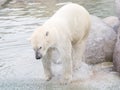 Close-up of a polarbear (icebear) Royalty Free Stock Photo