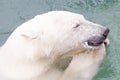 Close-up of a polarbear (icebear) eating a fish Royalty Free Stock Photo