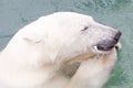 Close-up of a polarbear (icebear) eating a fish