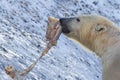 Close-up of a polarbear icebear eating something