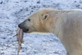 Close-up of a polarbear icebear eating something