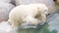 Close-up of a polarbear (icebear) jumping in the water Royalty Free Stock Photo