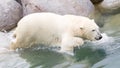 Close-up of a polarbear (icebear) jumping in the water Royalty Free Stock Photo