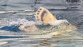 Close-up of a polarbear icebear jumping in the water Royalty Free Stock Photo