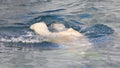 Close-up of a polarbear icebear jumping in the water Royalty Free Stock Photo