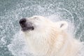 Close-up of a polarbear (icebear), selective focus on the eye Royalty Free Stock Photo