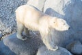 Close-up of a polarbear icebear, selective focus on the eye Royalty Free Stock Photo