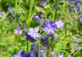 A close-up on Polemonium caeruleum, Jacob`s-ladder, Greek valerian lavender-blue, purple flowers blooming in the garden in spring Royalty Free Stock Photo