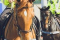 Close up of Police Horse