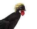 Close-up of a Polish Rooster against White background Royalty Free Stock Photo