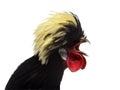 Close-up of a Polish Rooster crowing, white backgroung Royalty Free Stock Photo