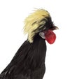 Close-up of a Polish Rooster isolated on white Royalty Free Stock Photo