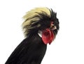 Close-up of a Polish Rooster on white Royalty Free Stock Photo