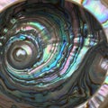 Close-up of a polished abalone shell (Haliotis). The shell features colorful iridescent Royalty Free Stock Photo