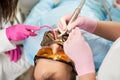 Close-up polishing teeth patient using cofferdam. Dental services in clinic Royalty Free Stock Photo