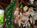 Close up Polkadot begonia or Begonia maculata ornamental plants that have flowered