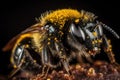 close-up of pollen-covered bumblebee wing