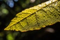 close-up of pollen-covered leaf, with sunlight filtering through