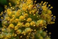 close-up of pollen-covered stem