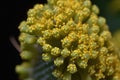 close-up of pollen-covered stem