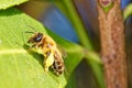 Pollen Laden Bee in Close-Up