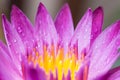 Close up pollen lotus. Royalty Free Stock Photo