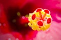 Close up pollen pink Hibiscus flower on blurry background. Royalty Free Stock Photo