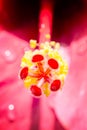 Close up pollen pink Hibiscus flower on blurry background.