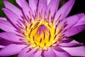 Close up pollen purple lotus flower blooming in the pond. Royalty Free Stock Photo