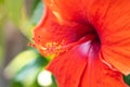 Close up pollen of red Chinese Hibiscus, China rose, Hawaiian hi Royalty Free Stock Photo