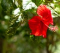 Close up Pollen of red Hibiscus rosa-sinensis