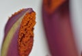 Pollen close up - White Long Stem Lily Stigma