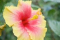 Close up pollen of yellow and pink Hibiscus Royalty Free Stock Photo