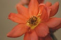 Close up of a pollens of orange rose flower