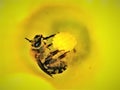 Blekotal včela na dýně květina makro 