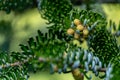 Close-up of pollination bud pinecone on the branches of fir Abies koreana Silberlocke Royalty Free Stock Photo