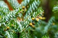 Close-up of pollination bud pinecone on the branches of fir Abies koreana Silberlocke. Sunny day in spring garden Royalty Free Stock Photo