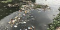 a polluted river choked with floating debris and discarded plastic items