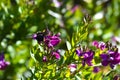 Close-up of Polygala Flowers with a Violet Carpenter Bee, Nature, Macro Royalty Free Stock Photo