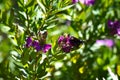 Close-up of Polygala Flowers with a Violet Carpenter Bee, Nature, Macro Royalty Free Stock Photo