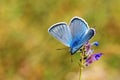 Colorful photo of Corona blue butterfly on flower