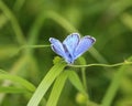 Polyommatus dorylas, the turquoise blue butterfly of the family Lycaenidae Royalty Free Stock Photo