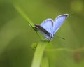 Polyommatus dorylas, the turquoise blue butterfly of the family Lycaenidae Royalty Free Stock Photo