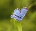 Polyommatus dorylas, the turquoise blue butterfly of the family Lycaenidae Royalty Free Stock Photo